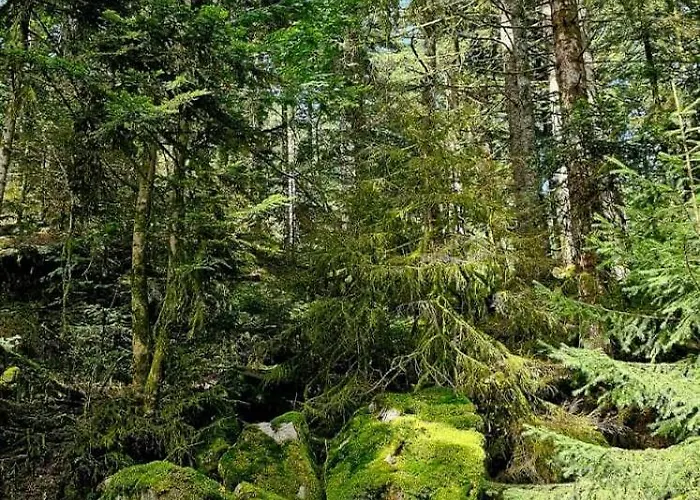Le Havre Du Sotre Sauna Et * Gérardmer